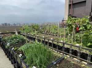 設立屋頂農園及多層次植栽